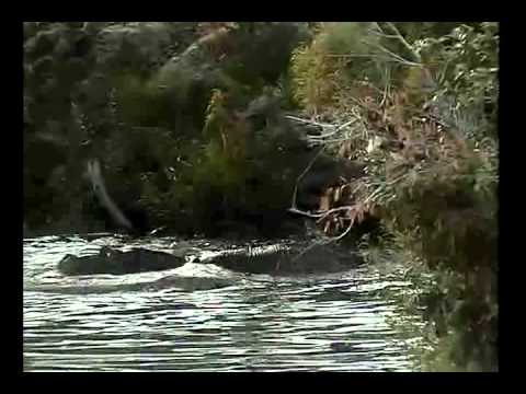 Graphic Hippo Fight Highlights Djuma 3-4-13