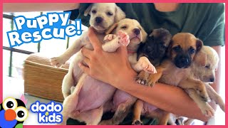These Puppies Need A Rescuer To Save Their Mom! | Rescued! | Dodo Kids