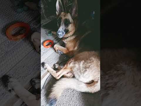 🐕‍🦺🐦‍⬛Raven 🐦‍⬛🐕‍🦺