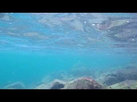 Tropheus moorii a Kambwimba