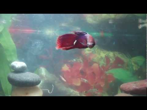 my betta fish tank with guppies