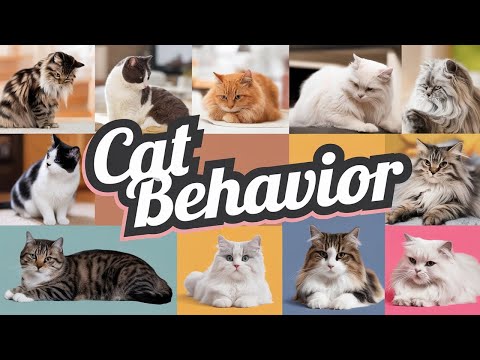 The Weirdest Cat Habits Explained: Why Do Cats Knead?