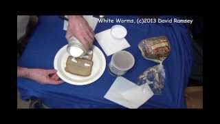 White Worms Complete Howto Start out, feeding, old cultures, new cultures