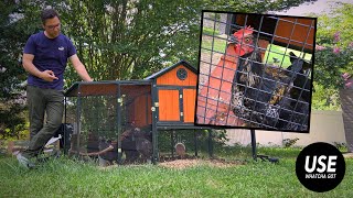 We Bought Chickens and Ended up with a Rooster!