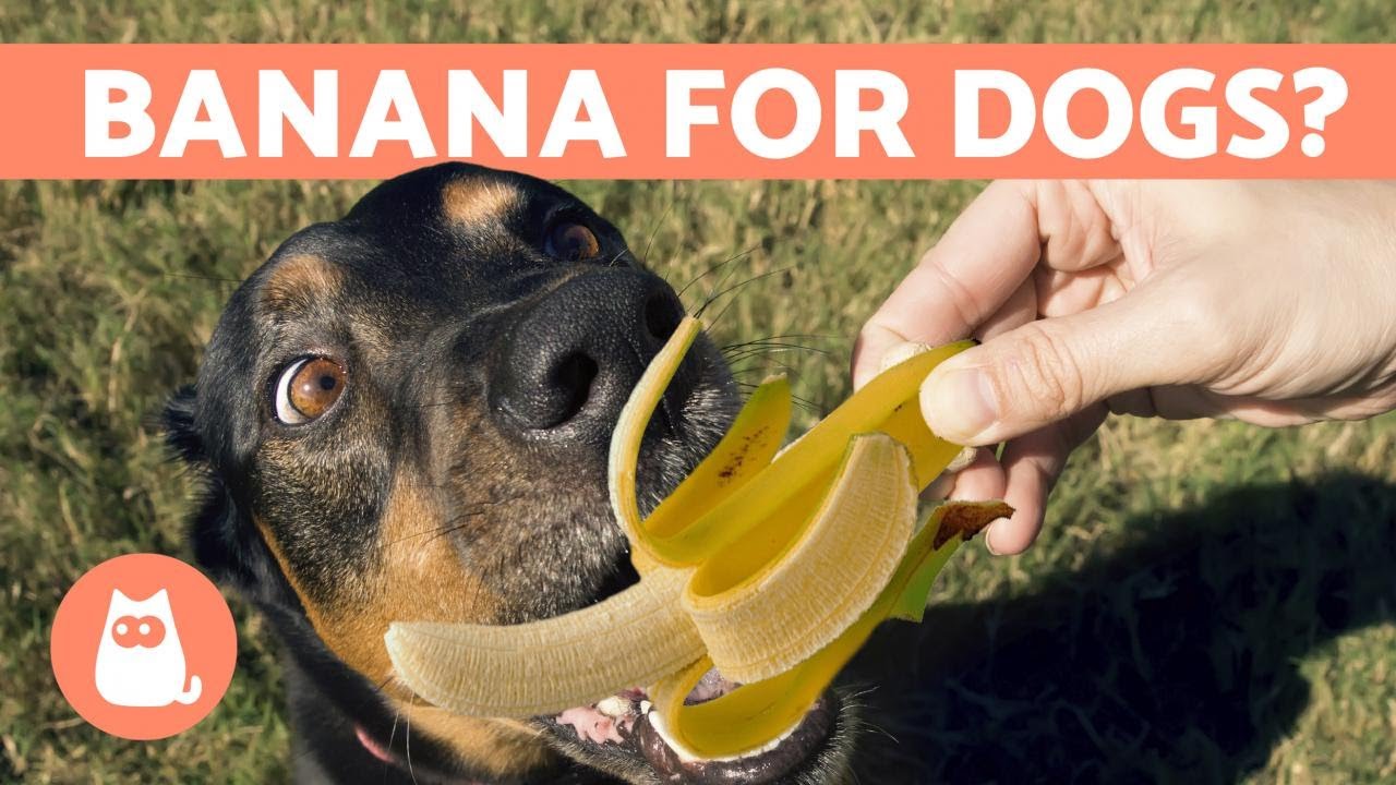 Banana Peel for Dogs Benefits and Risks Everything You Need to Know