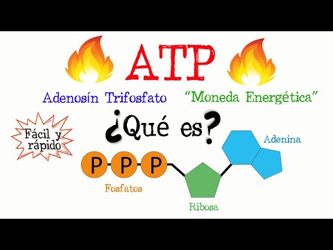 🔥 What is ATP? 💥 [Easy & Fast] | BIOLOGY | CHEMISTRY |