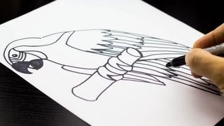 How To Draw A Parrot