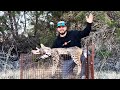 Trapping BOBCATS Using Live Traps  {Catch Clean Cook}