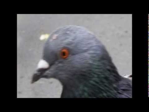 Paper Pigeon - Silken Legs