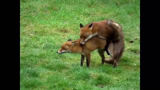 Have you ever seen foxes mating?  Incredible footage of the whole process here.