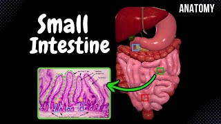 Small Intestine Anatomy (Parts, Topography, Structures, Layers)