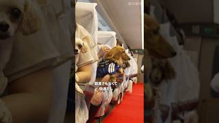 飼い犬と一緒に新幹線で旅行「わんわんエクスプレス」 JR東海が試験運行 #ペット #愛犬 #新幹線 #jr東海 #shorts