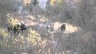 preview picture of video 'Grizzly Bear Chasing Moose in Moose, Wyoming HD'