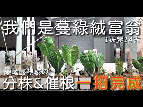 羽裂蔓綠絨分株