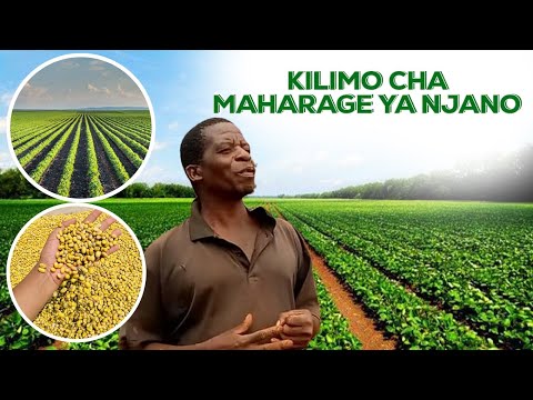 Kilimo Cha Maharage ya Njano.#kilimobora