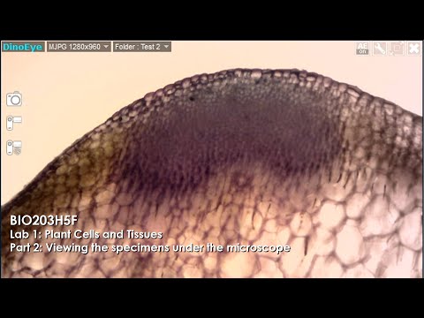 Plant Cells and Tissues Part 2