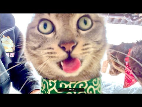 朝9時｜99%眠くなる😴 Cat ASMR Wood Balls 🐱 Live from Japan