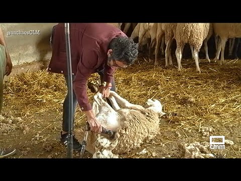 Un plusmarquista esquilando ovejas | Ancha es Castilla-La Mancha