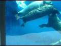 Seals Mating Detroit Zoo