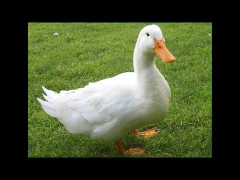 Tollfelvásárló REMIX [Czekmany Music]