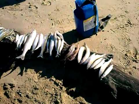 Costas de san jose 3