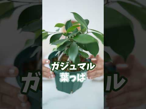 凍ったキョウチクトウ どうすればいいですか 風邪をひいた植物を救う方法