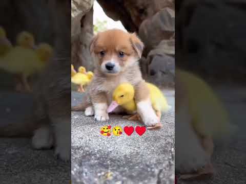 #friendship little hens cute puppy 🥰#lilltehena#cutepuppy#shorts#trend#Atishay Jain the rockstar ⭐🌟