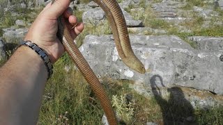 preview picture of video 'Herping in Butrint,Saranda - Sheltopusik ( Pseudopus Apodus )'