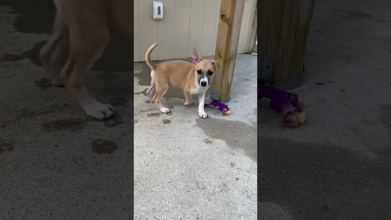 Enlarge Javier, a Adoptable mixed breed in Wimberley, TX video 6/6