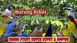 Download lagu Suara Pikat Burung Kecil Dan Besar ||| Suara Burung Ribut Di Alam Bebas mp3 Download lagu Suara Pikat Burung Kecil Dan Besar ||| Suara Burung Ribut Di Alam Bebas mp3