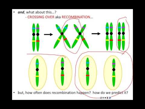 Lecture 9 - Linkage, Recombination and Mapping