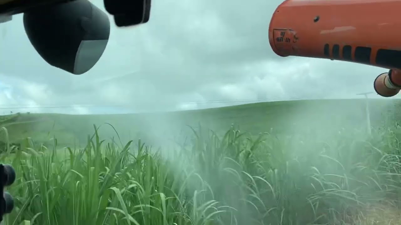 Aplicação de fungos na cigarrinha da raiz