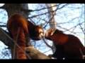 Pleading the fifth-Relient k