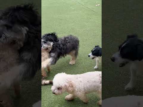 TRUFFLES, an adopted Terrier Mix in tacoma, WA_image-1