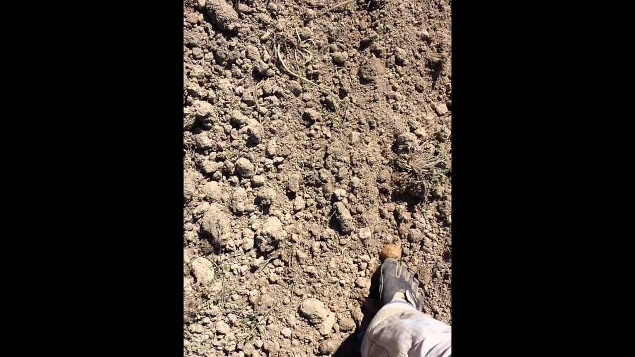 Planting a row of potatoes with Kristina