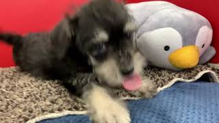 ハーフ犬の動画01