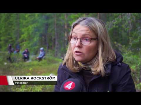 Klimatförändringar gör renarna sjuka - Nyheterna (TV4)