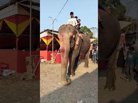 Elephant video 09.05.225 hati video হাতি #shorts #shortvideo #elephant #hati #hativideo #viralshorts