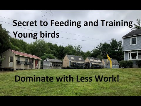 Secret to Feeding and Training Young Birds. Dominate with Less Work!