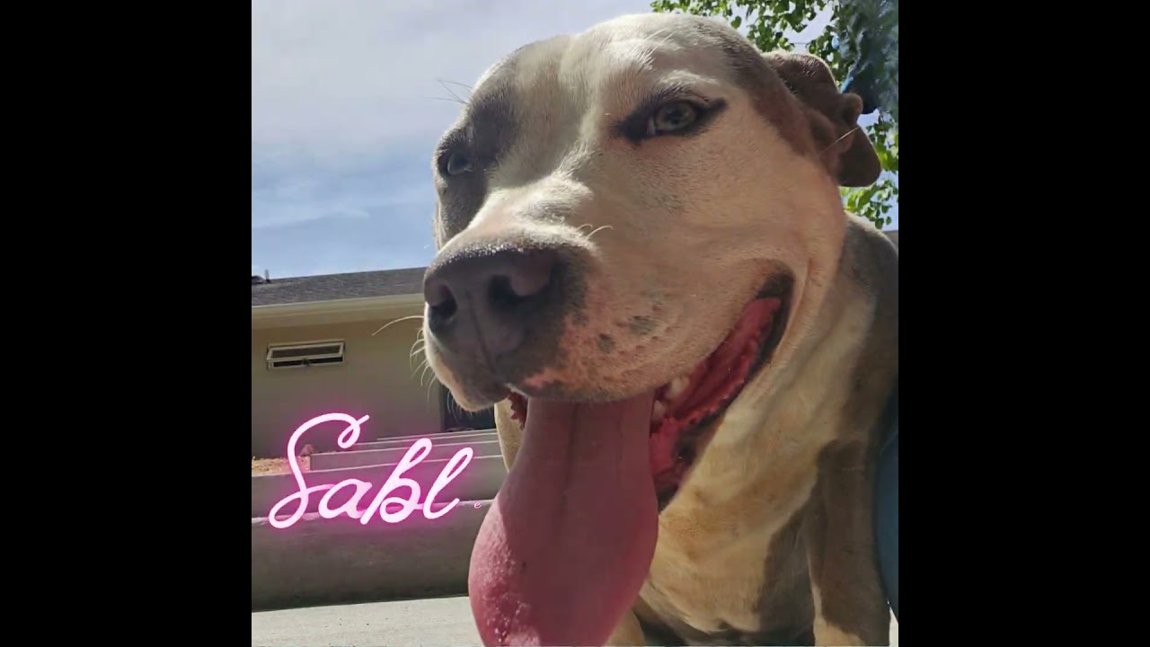 SABLE, a Adoptable Pit Bull Terrier in Athens, AL video 6/6