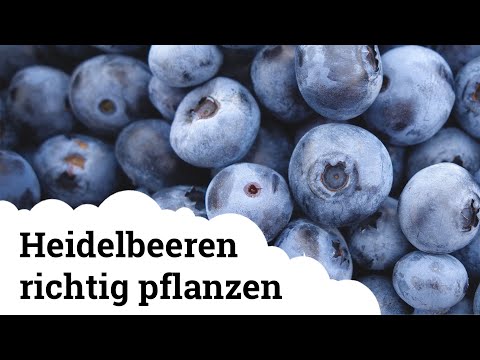 Heidelbeeren richtig pflanzen | Was muss man beachten?