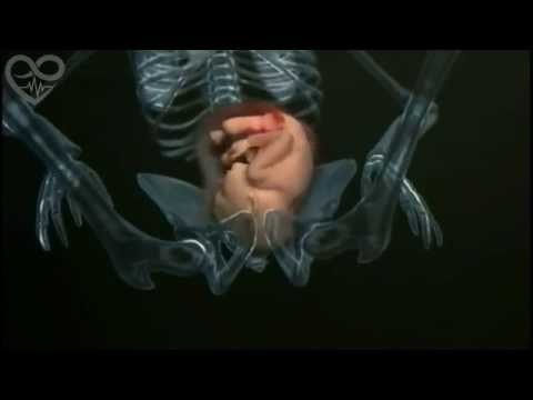 Embriologia humana em 4 minutos