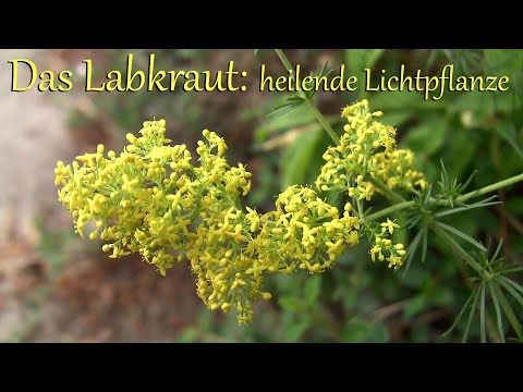 Das Labkraut: heilende Lichtpflanze | ein Schatz aus der Naturheilkunde
