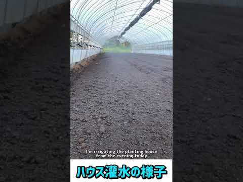 なぜ牛乳で植物に水をやるのですか？この古代の農業技術のすべての利点  庭園