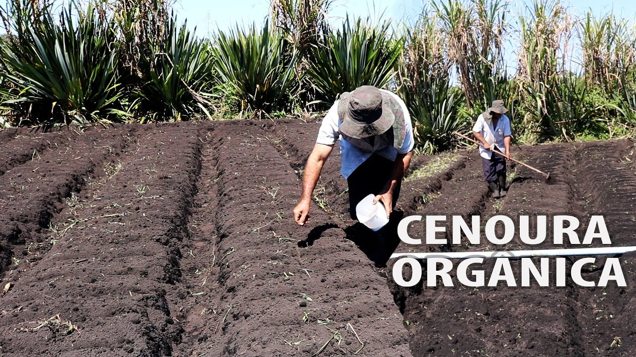 120 Kg POR CANTEIRO | PLANTEI CENOURA TUDO ORGÂNICO | AGRICULTURA FAMILIAR