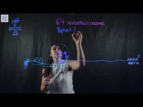 Traducción de proteínas