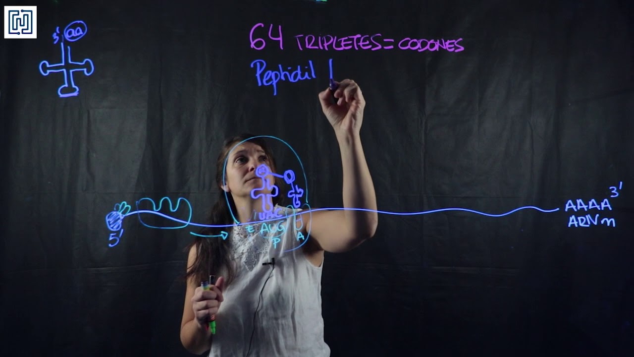 Traducción de proteínas