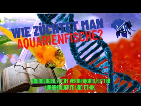 Wie ZÜCHTET man AQUARIENFISCHE ? I TAX
