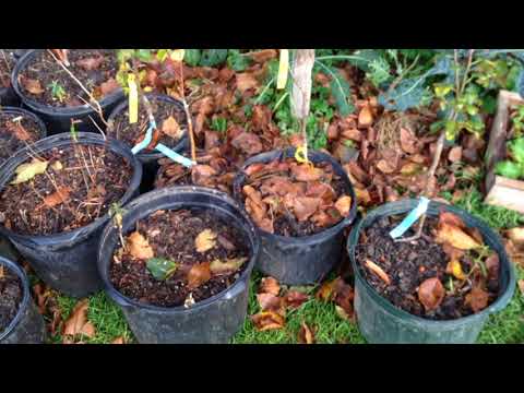 Potted Polycultures - Guilds to Go!
