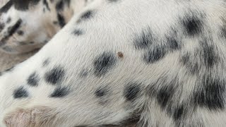 Coco and bi bi #dog #cuteanimal #cute #pets #animals